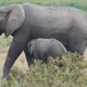 Illustration for article titled Out of Africa. Elephants